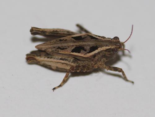 Réf. 229 698 : Tetrix tenuicornis